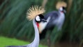 Unique african crowned crane in a lake, high definition photo of this wonderful avian in south america. Royalty Free Stock Photo