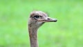 Unique african ostrich, high definition photo of this wonderful avian in south Africa. Royalty Free Stock Photo