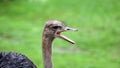 Unique african ostrich, high definition photo of this wonderful avian in south Africa. Royalty Free Stock Photo