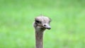 Unique african ostrich, high definition photo of this wonderful avian in south Africa. Royalty Free Stock Photo