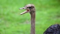 Unique african ostrich, high definition photo of this wonderful avian in south Africa. Royalty Free Stock Photo