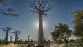 A unique alley of baobabs during the day.