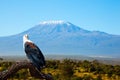 The unique Amboseli park. Bald eagle