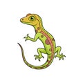 Unique Anole Illustration for Coloring Fun Royalty Free Stock Photo