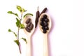 Unique arrangement of ayurvedic herbal tablets in two spoons with an ocimum sanctum shoot on white background. Herbs and herbal