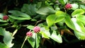 unique and attractive small red flowers