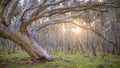 Unique Australian bushland scene with sloping eucalyptus tree and setting sun