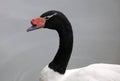 Unique back-necked swan in a lake, high definition photo of this wonderful avian in south america.