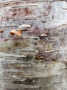 Unique background of bark on a white birch tree