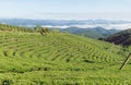 Unique background with fresh green tea leaves, tea hill. tea production part 20
