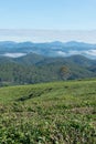 Unique background with fresh green tea leaves, tea hill. tea production part 30