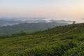 Unique background with fresh green tea leaves and tea hill part 8 Royalty Free Stock Photo