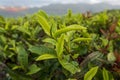 Unique background with fresh green tea leaves and tea hill part 5 Royalty Free Stock Photo