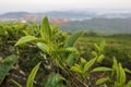 Unique background with fresh green tea leaves and tea hill part 3 Royalty Free Stock Photo