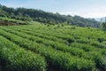 Unique background with fresh green tea leaves, tea hill. tea production part 10