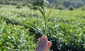 Unique background with fresh green tea leaves, tea hill. tea production part 2