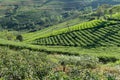 Unique background with fresh green tea leaves, tea hill. tea production part 31