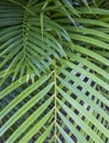 Tropical Areca Palm Fronds Green Close Up Lines and Shapes