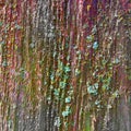 Unique background texture of colorful mossy wood