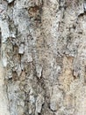 Unique background texture of peeling tree bark on old tree trunks. Royalty Free Stock Photo