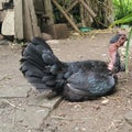 unique bald head chicken in the yard