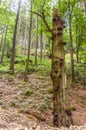 Unique bark of a tree with multiple protrusions