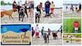 Unique beach for pets new jersey collage