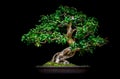 Miniature bonsai plant brazilian cherry eugenia unflora on display. Royalty Free Stock Photo