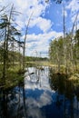 New Jersey Pine Barrens