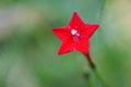 Unique beautiful red star flower Royalty Free Stock Photo