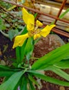 Unique and beautiful yellow iris flowers Royalty Free Stock Photo