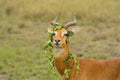 Unique Behavior from a Ugandan Kob