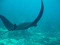 Unique Black Manta Ray Royalty Free Stock Photo