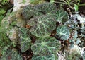 The unique and black spikes on Begonia Melanobullata green leaves