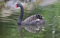Unique black swan in a lake, high definition photo of this wonderful avian in south america. Royalty Free Stock Photo