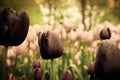 Unique black tulip flowers in green grass