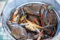 Unique blue crabs. Fishing on Dalyan river, Turkey