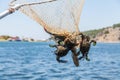 Unique blue crabs. Fishing on Dalyan river, Turkey