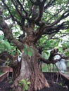 Unique bonsai forest free pict