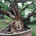 Unique bonsai Forest free pict