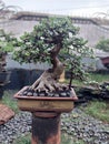 Unique bonsai forest horse free pict