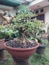 Unique bonsai green forest free pict