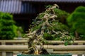 Unique bonsai plant ponamella pragiliagagnep