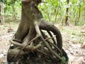 Unique bonsai roots