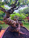 Unique bonsai snake forest art