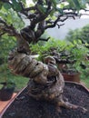 Unique bonsai snake forest free pict