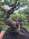 Unique bonsai snake forest free pict