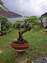Unique bonsai tree forest free pict