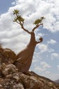 Unique bottle tree Socotra Island