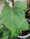 this is a unique bougainvillea leaf